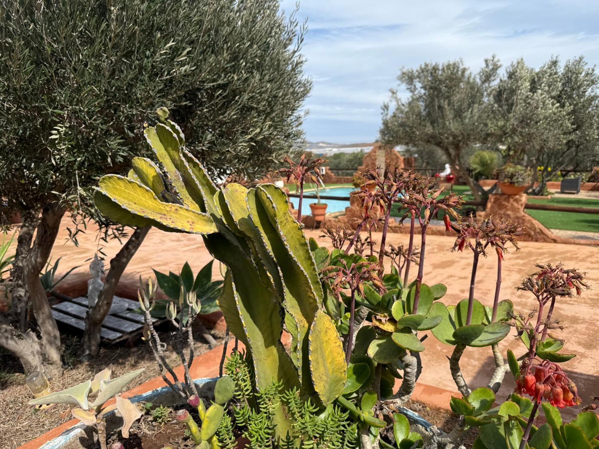 Olivares Rural Los Albaricoques Kültér fotó